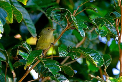 Jamaican Vireo