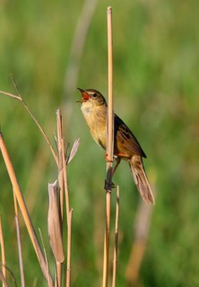 Grasshopper Warbler