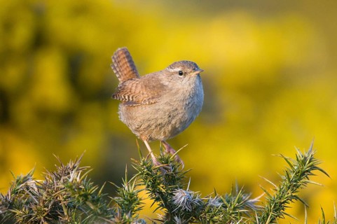 Wren