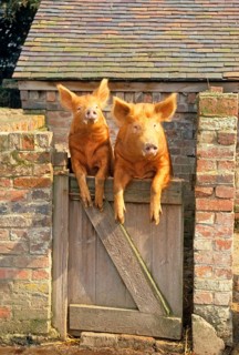 Domestic pig