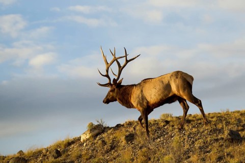 American elk