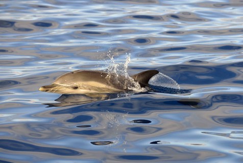 Short-beaked Common Dolphin