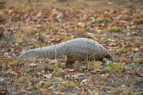 Temminck's Ground Pangolin