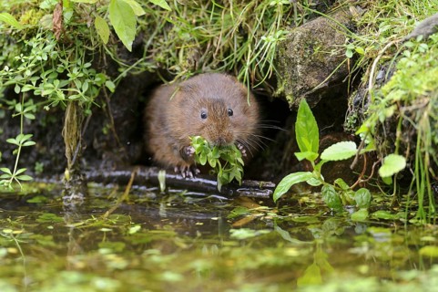 Eastern vole