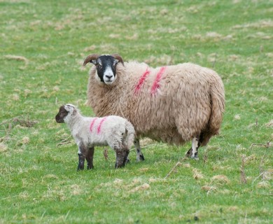 Domestic Sheep