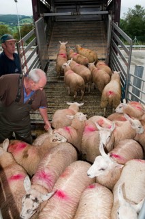 Sheep farming
