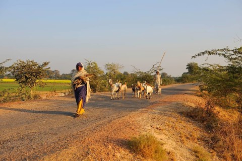 Domestic Goat