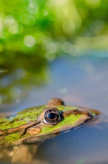 Marsh frog