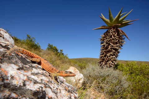 Cape Girdled Lizard