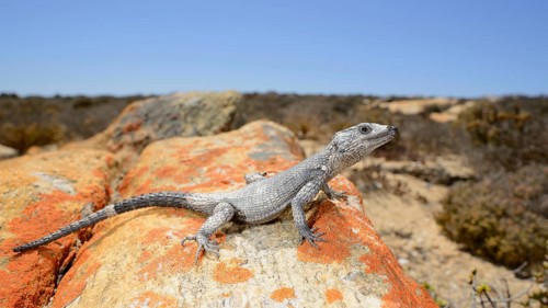 Karusasaurus polyzonus