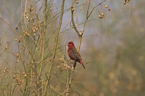 Red Avadavat
