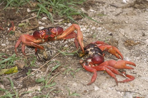 Christmas island red crab