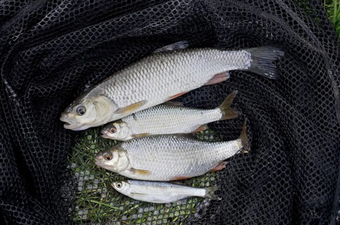European Chub