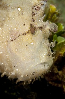 Leaf scorpionfishes