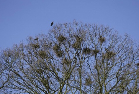 Rook