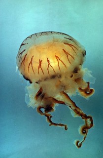 Compass jellyfish