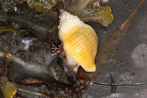 Dog Whelk