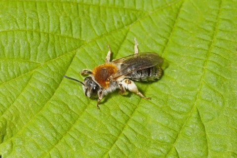 Red-crested Sand Bee