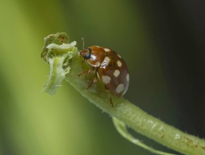 Fourteen-spot Ladybird