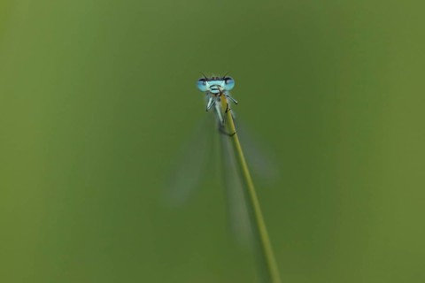 Azure Damselfly