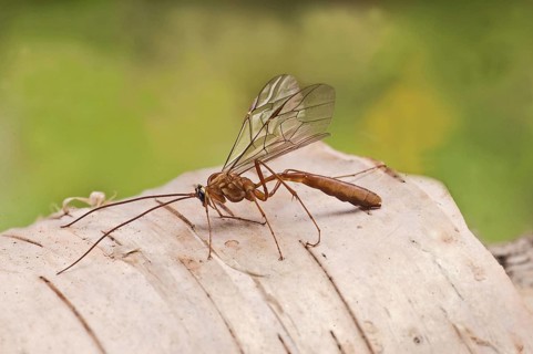 Sickle wasp