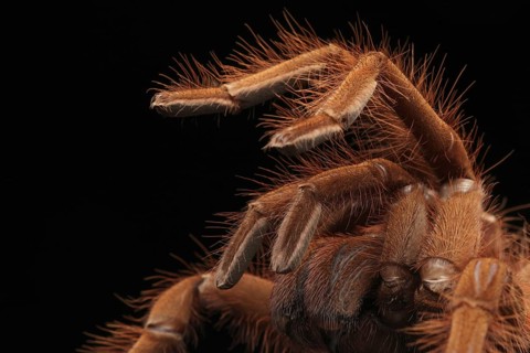 Venezuela Giant Bird Spider