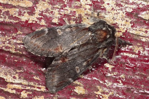Iron iron prominent