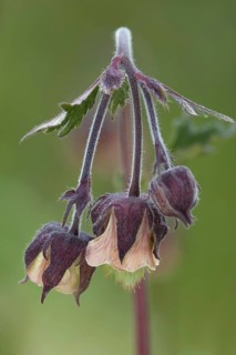 Water Avens