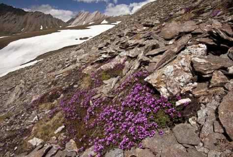 Purple Saxifrage