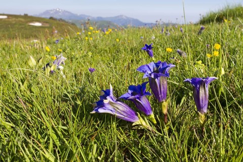 Trumpet Gentian