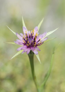 Tagopogon porrifolius