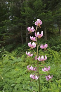 Martagon Lily