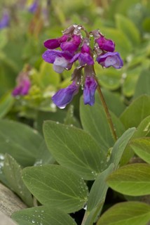 Sea pea