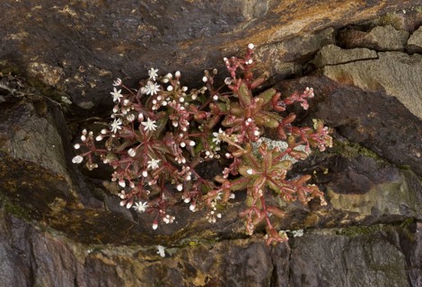 Flowering blue sky stone-crop