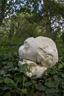 Giant Puffball