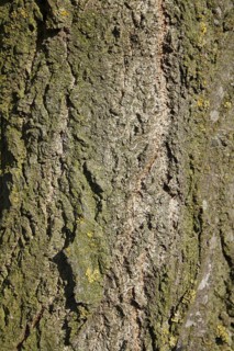 Lombardy Poplar