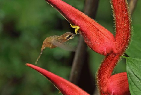 Streak-headed hermit