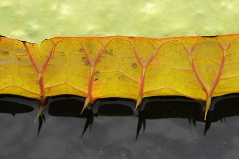 Amazon water lily