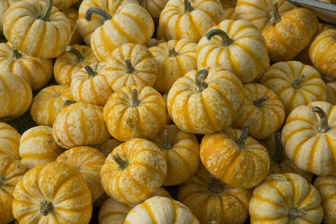Squash