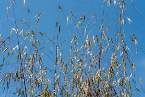 Giant feather grass