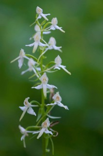 (Platanthera bifolia)