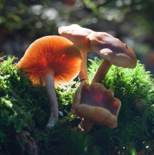 Freckle-gilled gymnopilus
