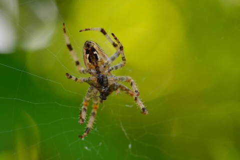 European garden spider