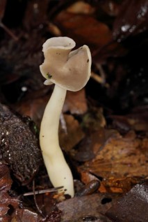 (Helvella) ephippium