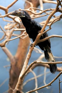 Visayan Tarictic Hornbill