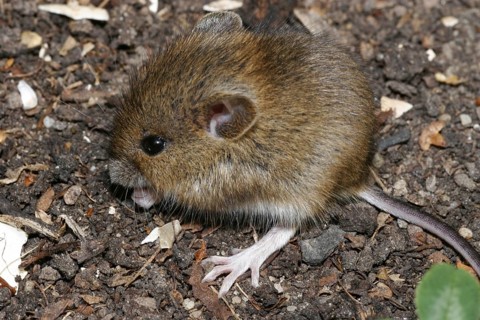 Wood mouse