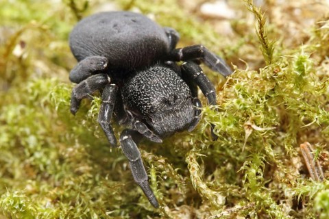 Ladybird spider