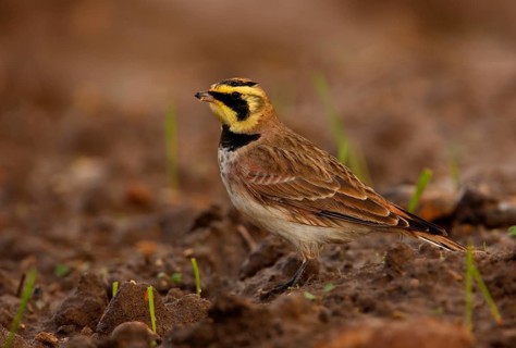 Shore Lark