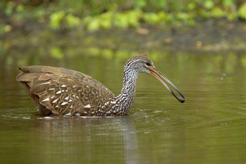 Limpkin