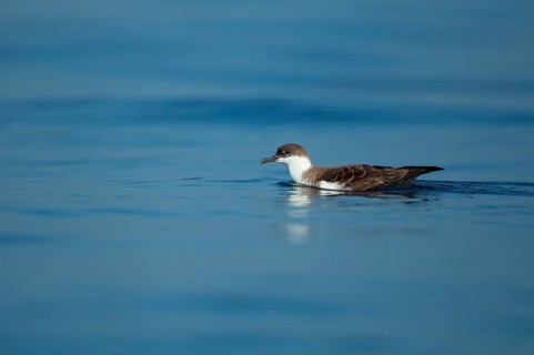 Great Shearwater